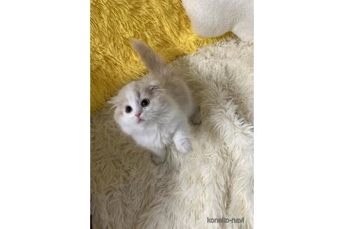 成約済の大阪府のスコティッシュフォールド(折れ耳)-113126の5枚目