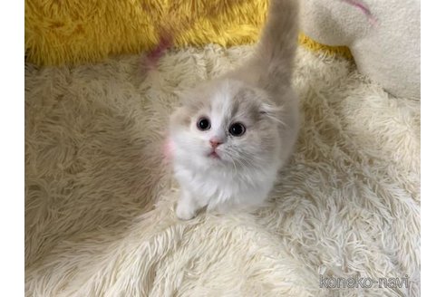 成約済の大阪府のスコティッシュフォールド(折れ耳)-113126の6枚目