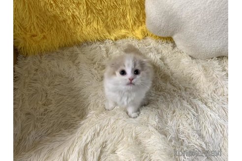 成約済の大阪府のスコティッシュフォールド(折れ耳)-113126の2枚目