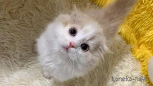 成約済の大阪府のスコティッシュフォールド(折れ耳)-113126の1枚目