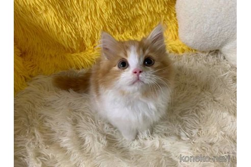 成約済の大阪府のスコティッシュフォールド-113129の1枚目