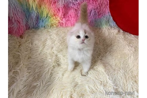 成約済の大阪府のスコティッシュフォールド(折れ耳)-113131の2枚目