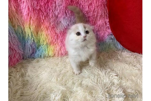 成約済の大阪府のスコティッシュフォールド(折れ耳)-113131の3枚目