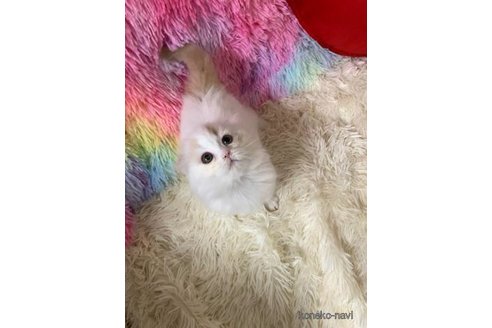 成約済の大阪府のスコティッシュフォールド(折れ耳)-113131の4枚目