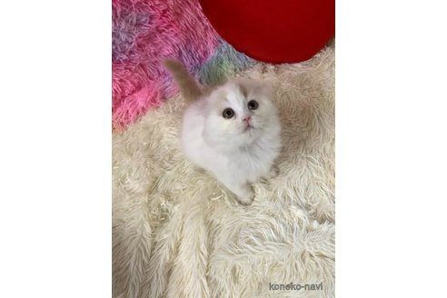成約済の大阪府のスコティッシュフォールド(折れ耳)-113131の5枚目