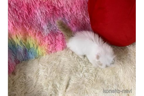 成約済の大阪府のスコティッシュフォールド(折れ耳)-113131の6枚目