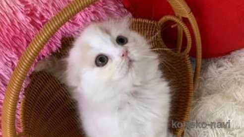 成約済の大阪府のスコティッシュフォールド(折れ耳)-113131