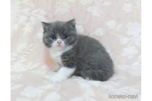 販売中の鹿児島県のブリティッシュショートヘア-113135の4枚目