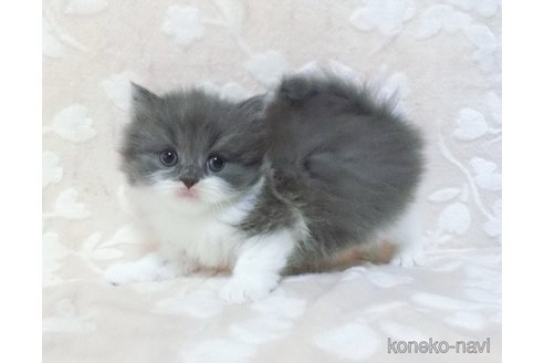 成約済の鹿児島県のブリティッシュショートヘア-113138の3枚目