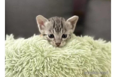 販売中の岐阜県のエジプシャンマウ-113137の3枚目