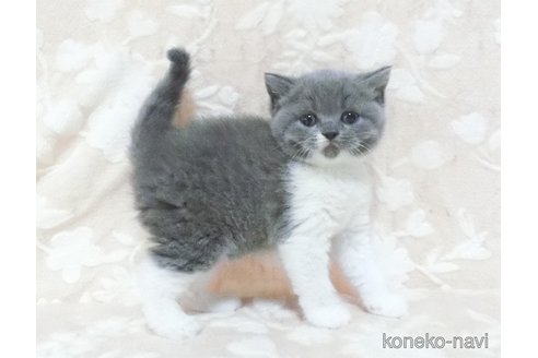 販売中の鹿児島県のブリティッシュショートヘア-113139の2枚目