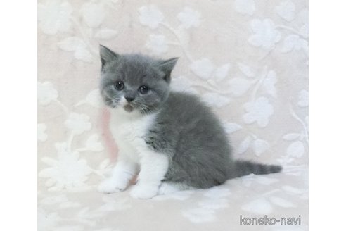 販売中の鹿児島県のブリティッシュショートヘア-113139の3枚目