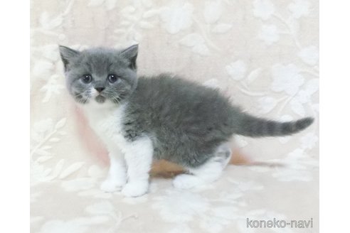 販売中の鹿児島県のブリティッシュショートヘア-113139の4枚目