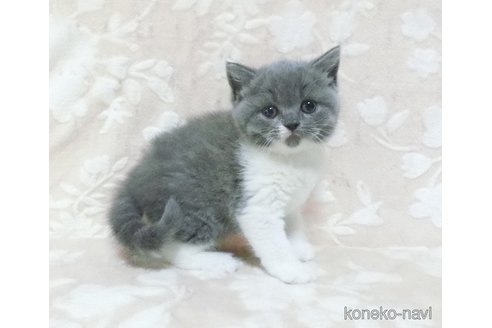 販売中の鹿児島県のブリティッシュショートヘア-113139の5枚目
