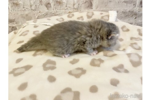 販売中の島根県のスコティッシュフォールド-113141の5枚目