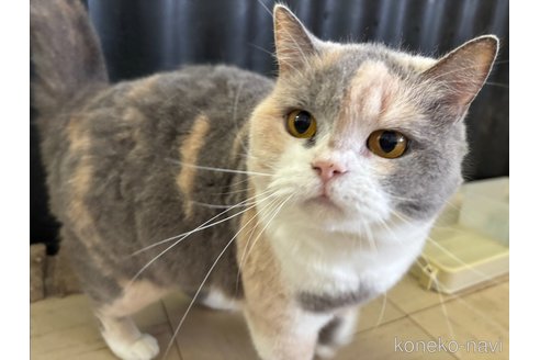 販売中の千葉県のブリティッシュショートヘア-113146