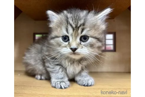 販売中の静岡県のスコティッシュフォールド-113148