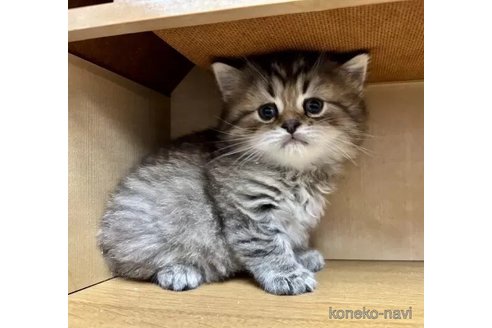 成約済の静岡県のスコティッシュフォールド-113148の3枚目