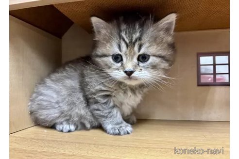成約済の静岡県のスコティッシュフォールド-113148の6枚目