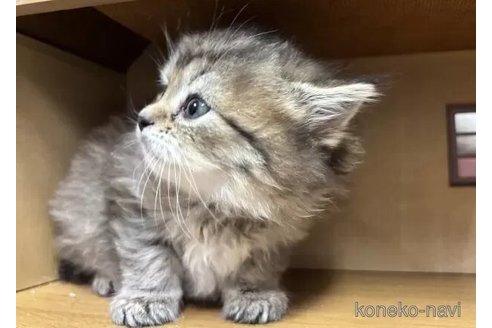 成約済の静岡県のスコティッシュフォールド-113148の4枚目
