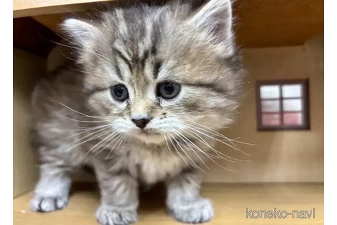 成約済の静岡県のスコティッシュフォールド-113148の5枚目