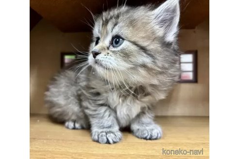 成約済の静岡県のスコティッシュフォールド-113148の2枚目