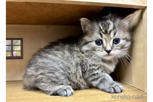 成約済の静岡県のスコティッシュフォールド-113149の4枚目