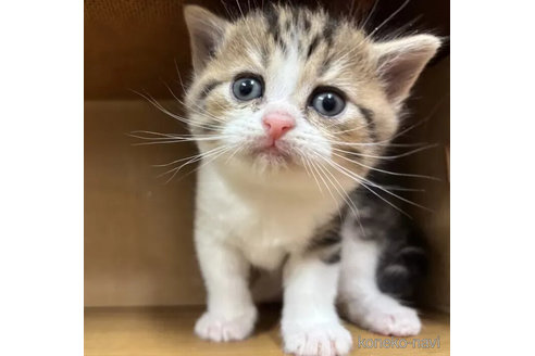 販売中の静岡県のスコティッシュフォールド-113150