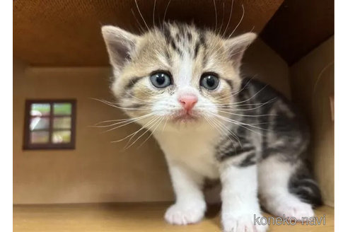 成約済の静岡県のスコティッシュフォールド-113150の3枚目