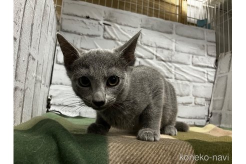 成約済の愛知県のロシアンブルー-109379の2枚目