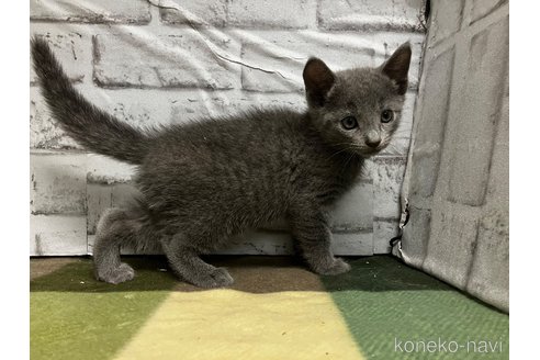 販売中の愛知県のロシアンブルー-113162の6枚目