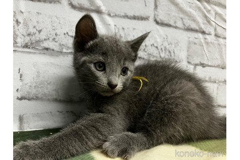 販売中の愛知県のロシアンブルー-113162の3枚目