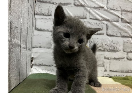 販売中の愛知県のロシアンブルー-113163の9枚目