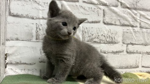 販売中の愛知県のロシアンブルー-113163の10枚目
