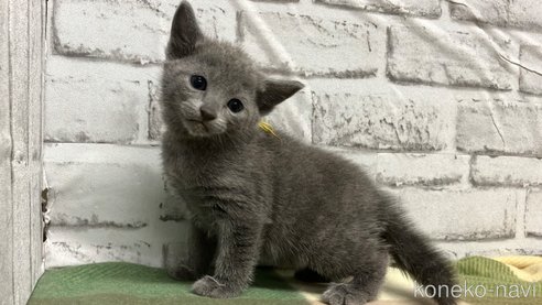 販売中の愛知県のロシアンブルー-113163の3枚目