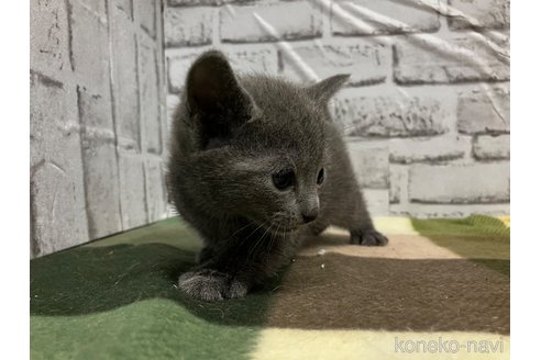 販売中の愛知県のロシアンブルー-113163の4枚目