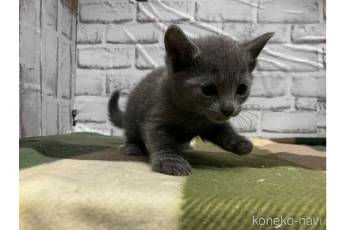 販売中の愛知県のロシアンブルー-113163の7枚目