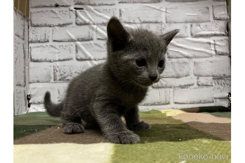 販売中の愛知県のロシアンブルー-113163の8枚目