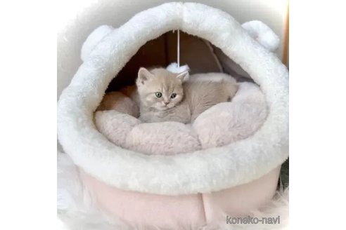 販売中の三重県のブリティッシュショートヘア-113170の3枚目
