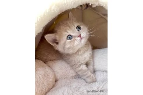 販売中の三重県のブリティッシュショートヘア-113170の1枚目
