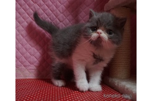成約済の静岡県のエキゾチックショートヘア-113176の9枚目