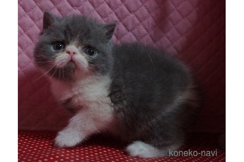 成約済の静岡県のエキゾチックショートヘア-113176の7枚目