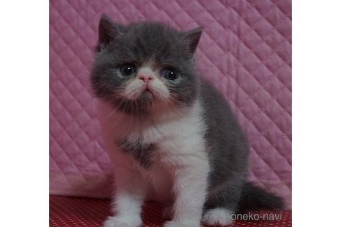 成約済の静岡県のエキゾチックショートヘア-113176の5枚目