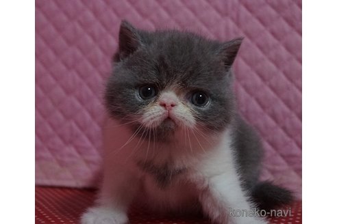成約済の静岡県のエキゾチックショートヘア-113176の4枚目