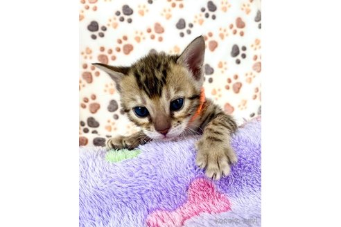 販売中の東京都のベンガル-113177の25枚目