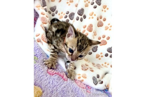 販売中の東京都のベンガル-113177の20枚目