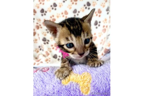 販売中の東京都のベンガル-113178の72枚目