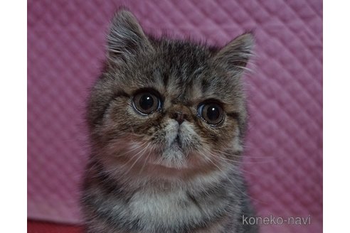 成約済の静岡県のエキゾチックショートヘア-109562の7枚目