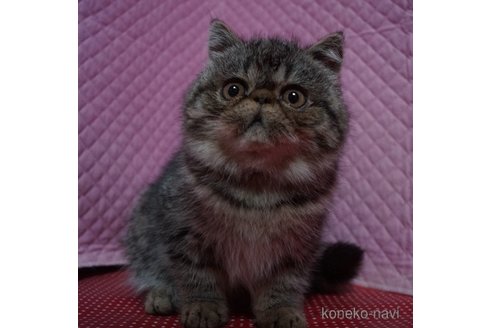 成約済の静岡県のエキゾチックショートヘア-109561の5枚目