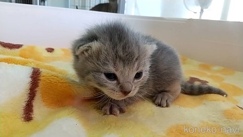 販売中の愛知県のマンチカン-112307の1枚目